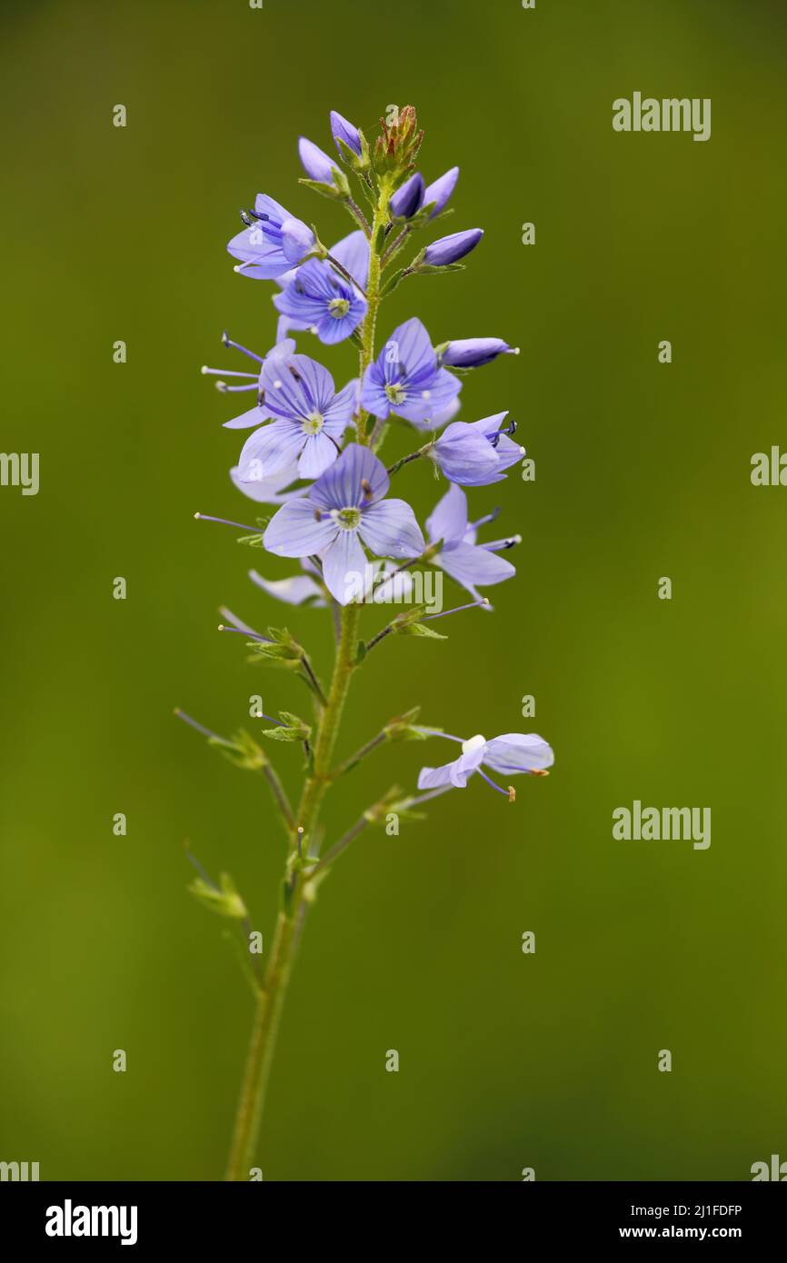 Great speedwell (Veronica teucrium) in the Rhoen, Bavaria, Germany Stock Photo