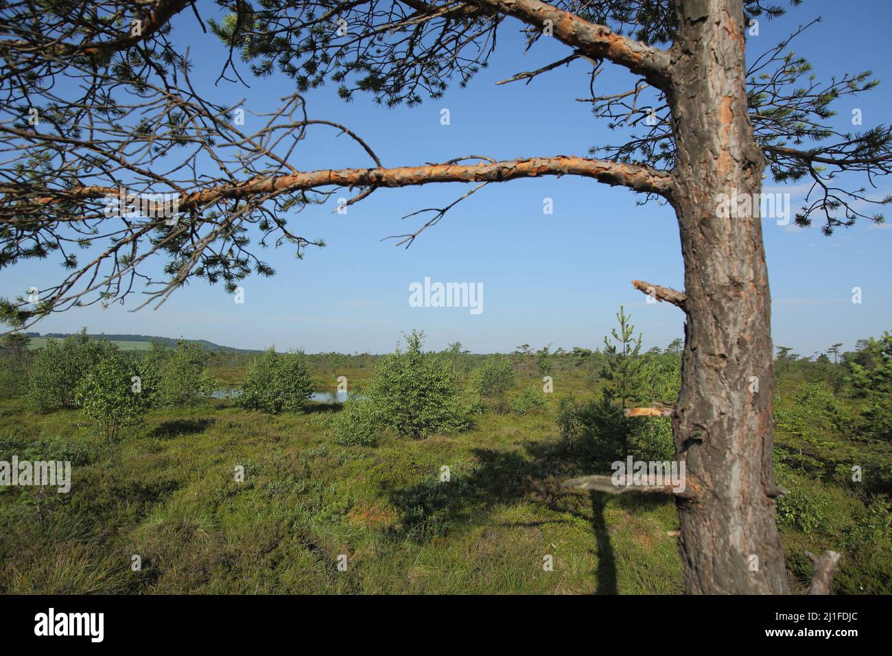 Landscape with Moor pine in the Black Moor, Rhoen, Bavaria, Germany Stock Photo