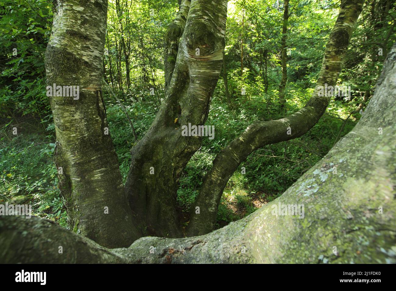 Carpathian Birch (Betula pubescens subsp. Carpatica) in the Black Moor of the Rhoen, Bavaria, Germany Stock Photo