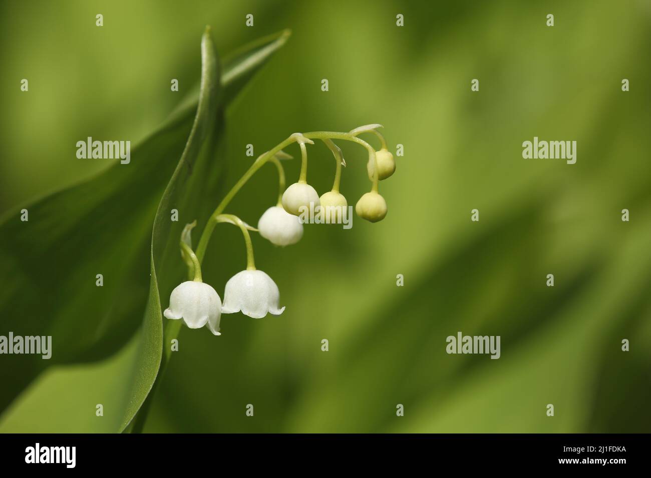 Lily of the valley (Convallaria majalis) in Liliental, Kaiserstuhl, Baden-Württemberg, Germany Stock Photo