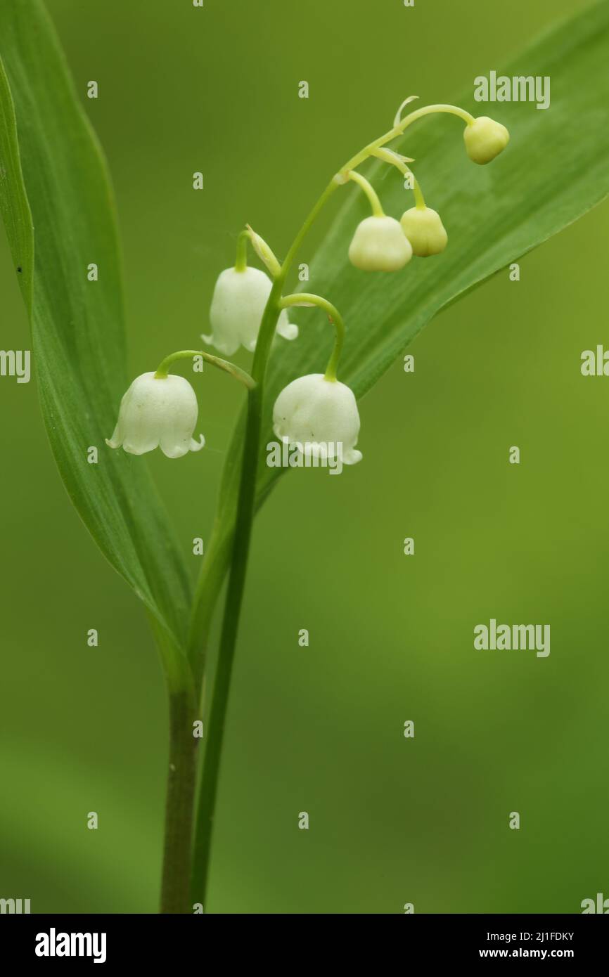 Lily of the valley (Convallaria majalis) in Liliental, Kaiserstuhl, Baden-Württemberg, Germany Stock Photo
