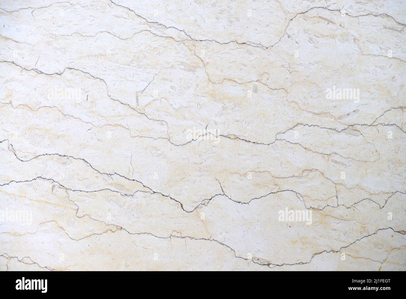 fossil limestone rock slab texture natural background Stock Photo