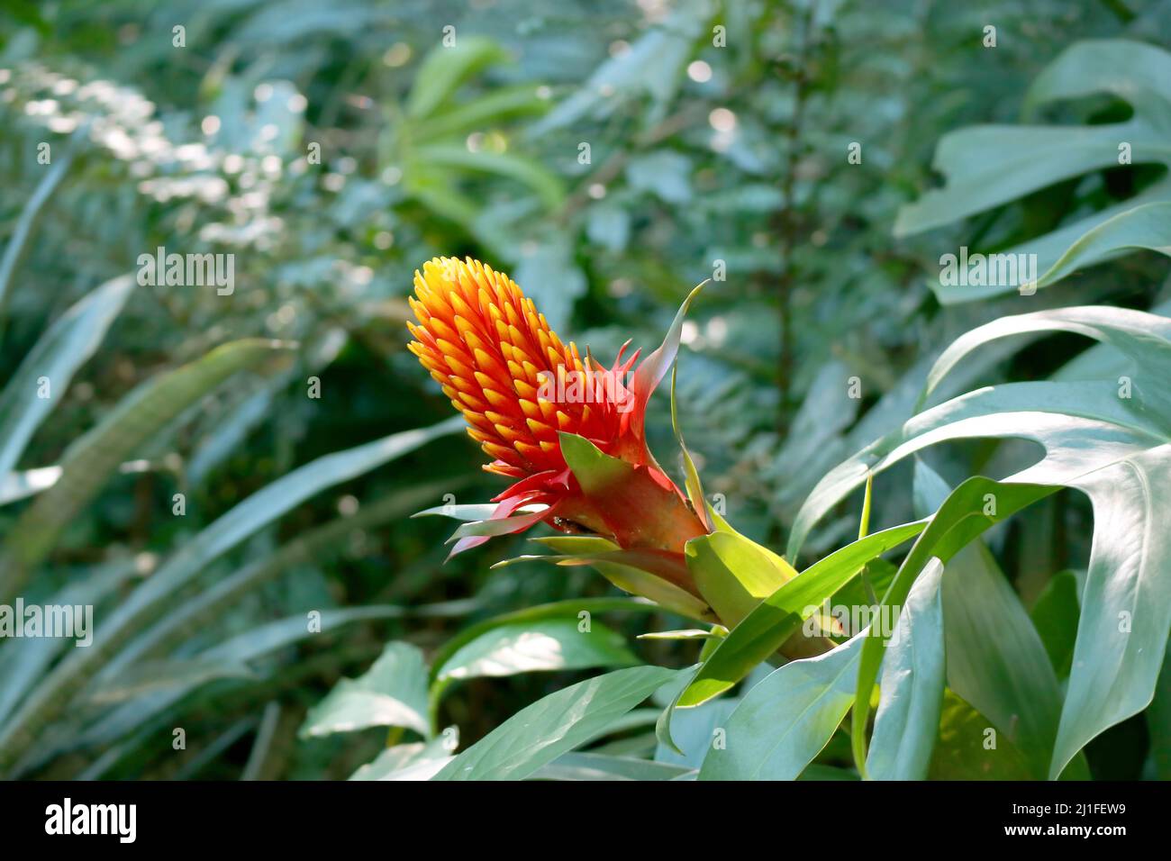 Eye-catching Guzmania Bromeliad or Scarlet Star Growing among Lush Foliage Stock Photo