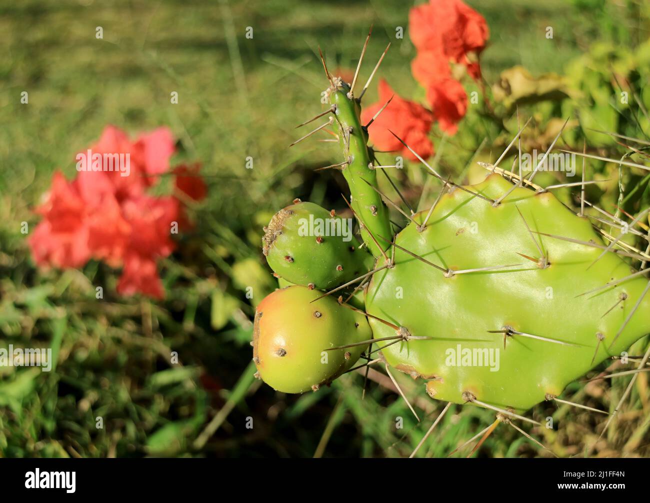 Opuntia Ficus-indica Plants with Its Fruits Growing in the Sunlight of Easter Island, Chile Stock Photo