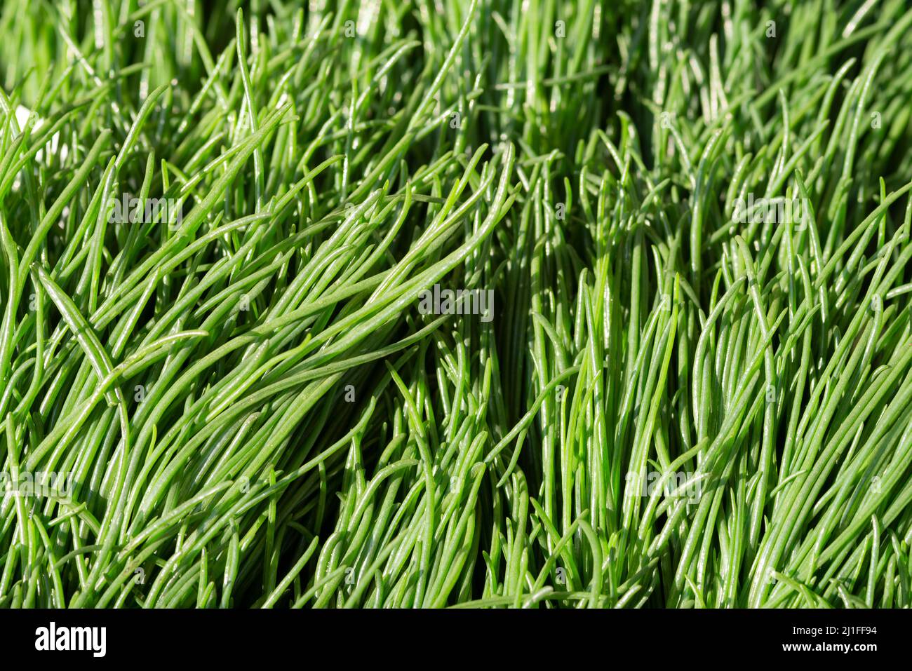 Saltwort or Friar's Beard Vegetable, Also Known as Agretti Stock Photo