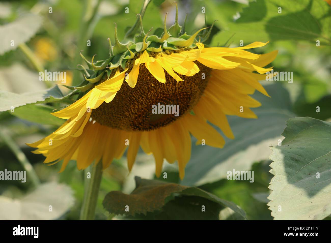 Sunflower 1 hour hires stock photography and images Alamy