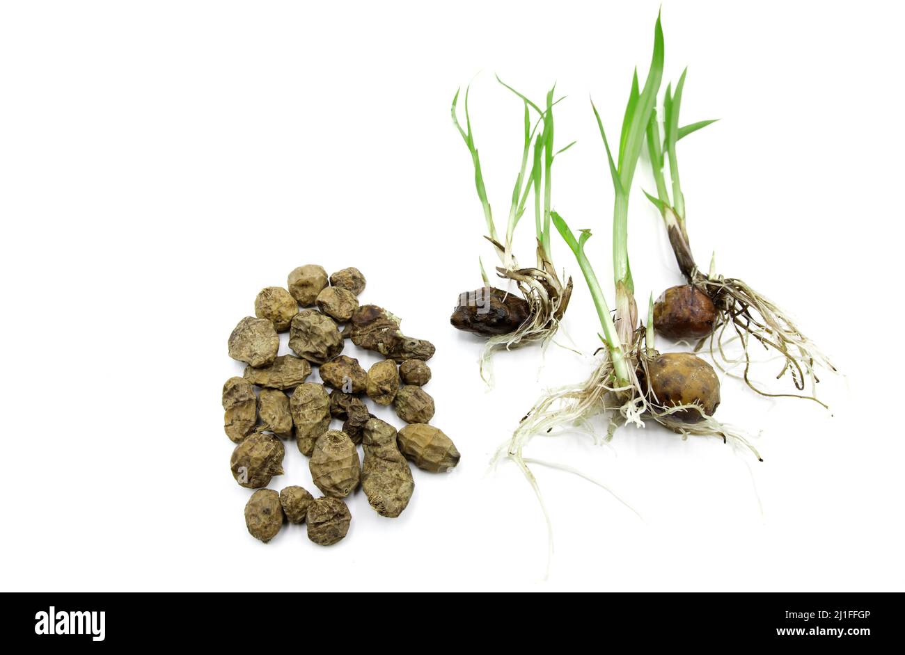 Seeds of Cyperus esculentus, chufas hydrated and germinated Valencian  tigernuts on white background Stock Photo - Alamy