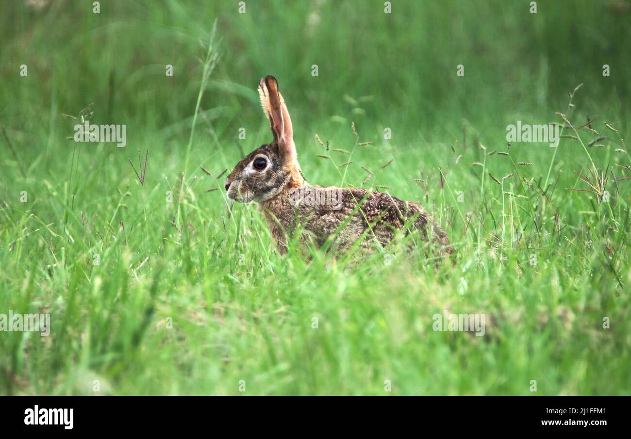Scrub Hare, Kruger National Park Stock Photo