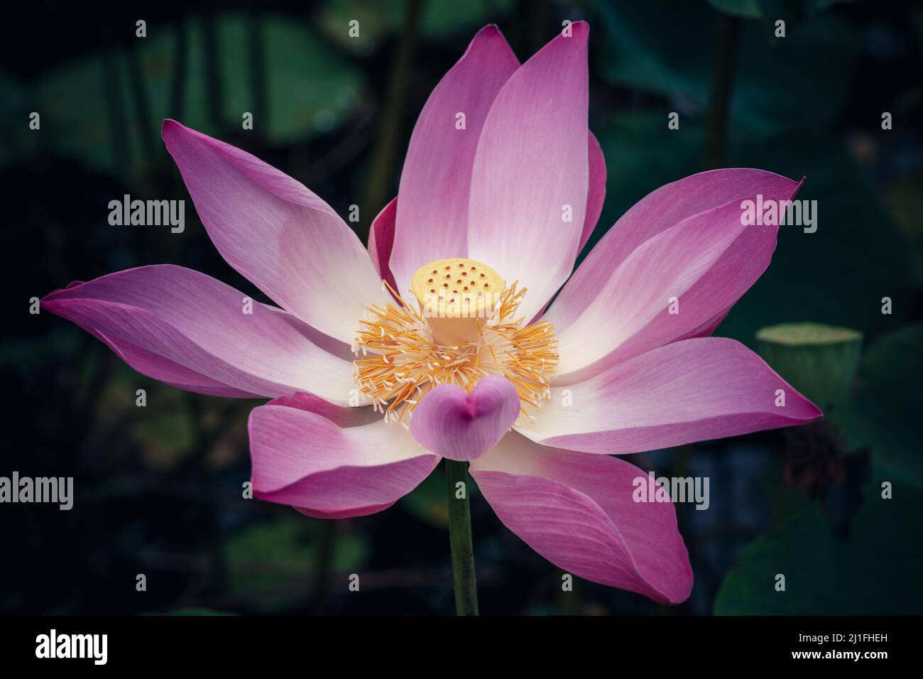 Pink lotus or waterlily flower grows in a dark rainforest. Closeup