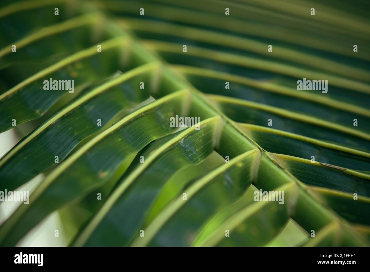 Green palm tree leaf structure, macro photo, natural tropical background Stock Photo
