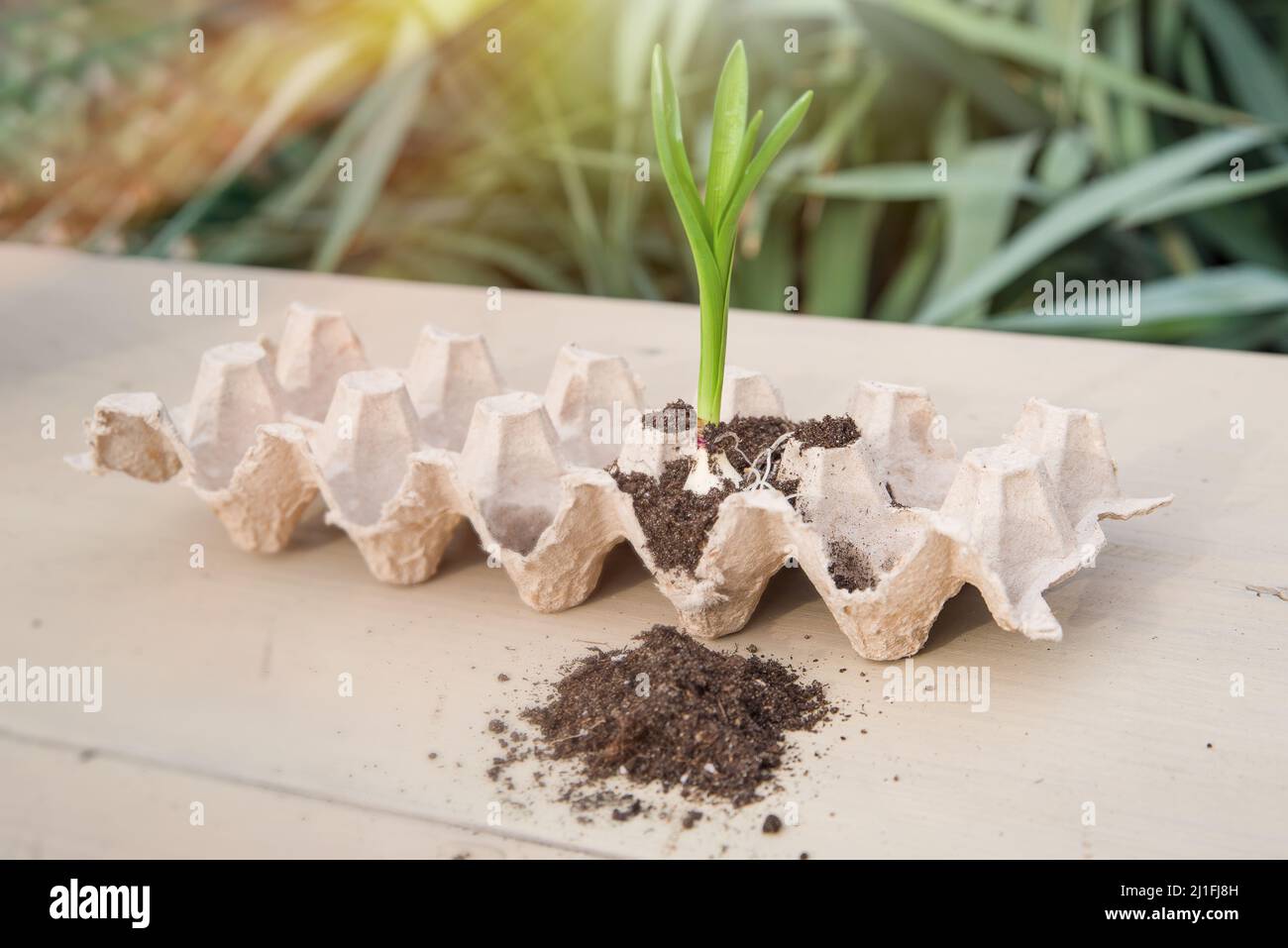 Seed germination at home. sprouted. Growing sprouts. Concept green