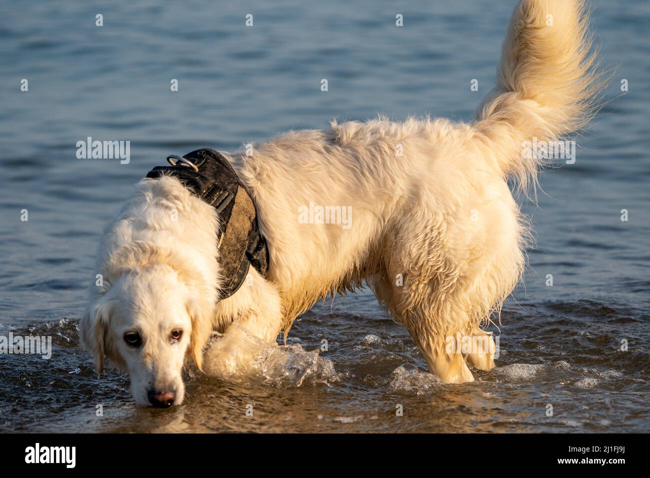 Golden Retriever drinking sea water at low tide and at sunset Stock