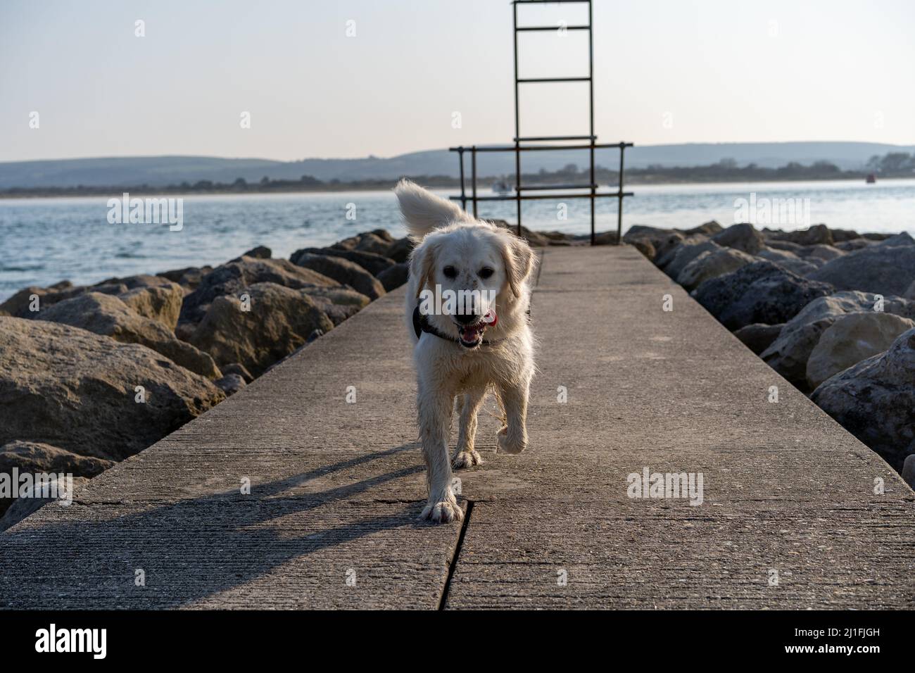 Golden Retriever on Groyne at sunset Stock Photo