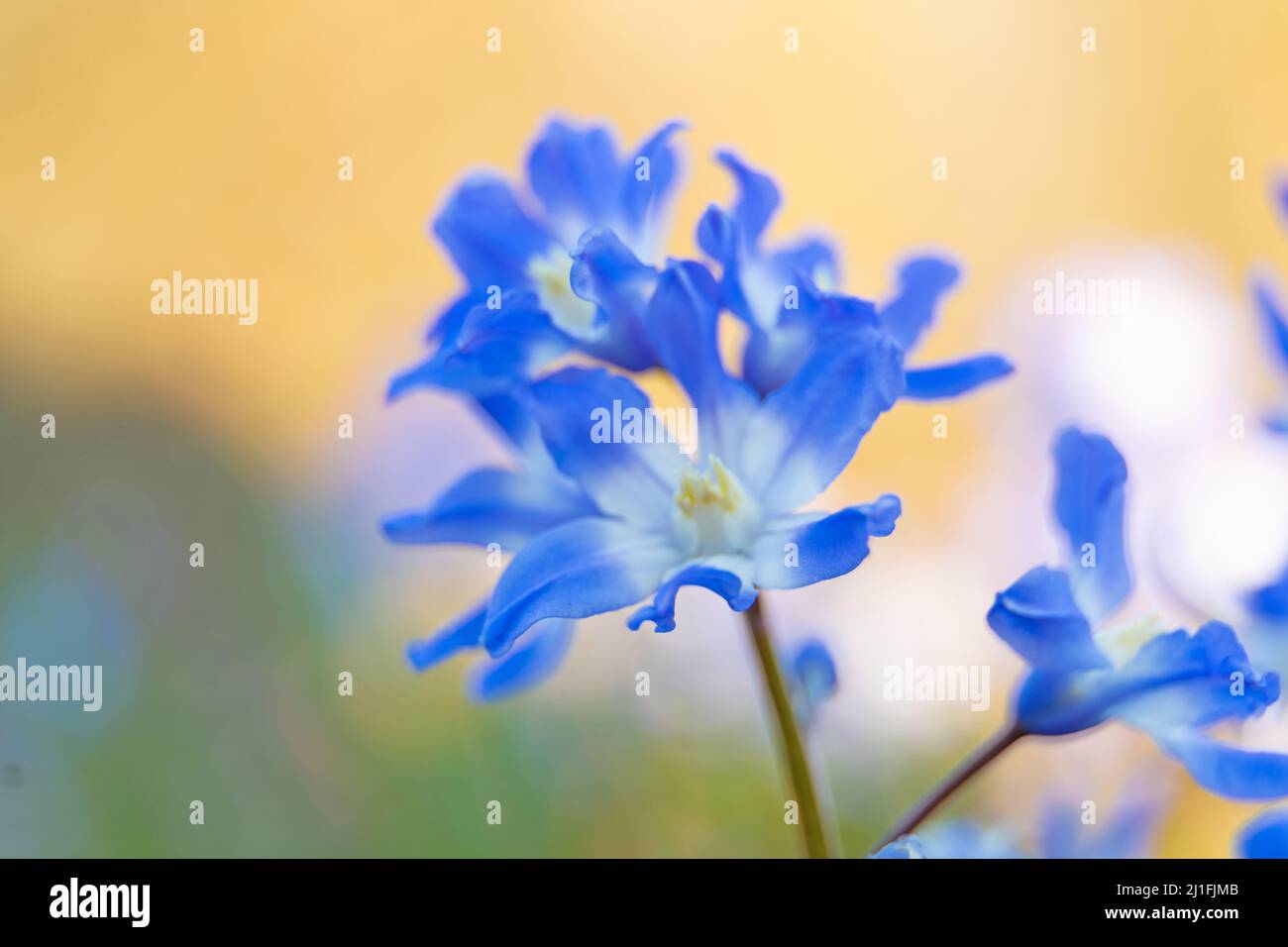 Zart und verträumt ,die Blüte der gewöhnlichen Sternhyazinthe. Stock Photo