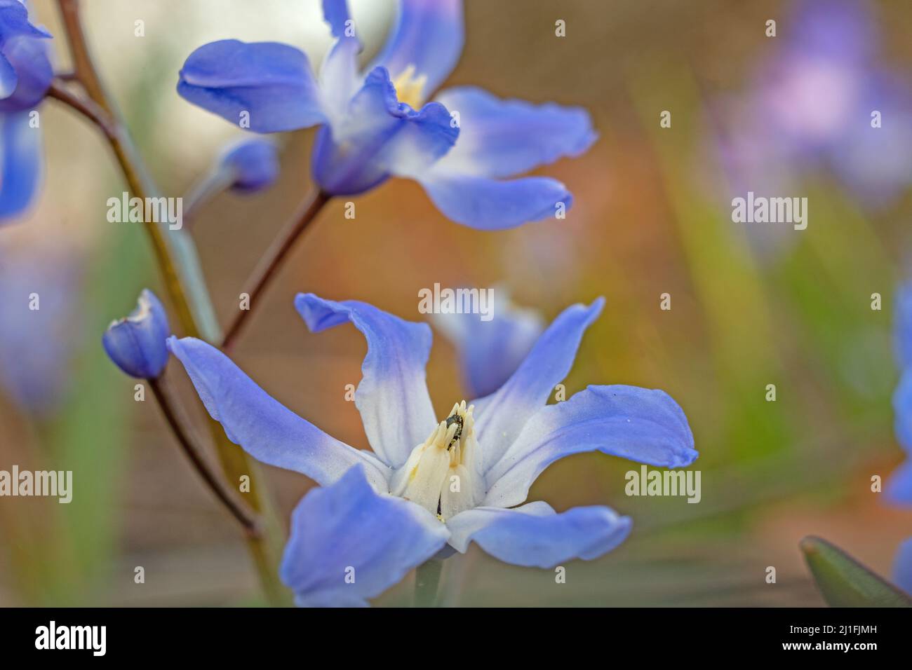 Sternhyazinthen Blüten im letztem Abendlicht .Eine Nahaufnahme im Querformat. Die Farben Blau und Weiß beherrschen das Foto Stock Photo