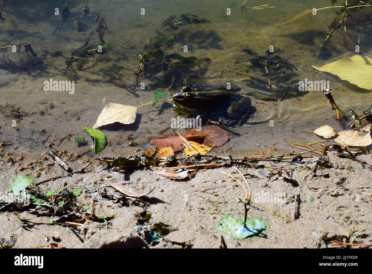 Pool frog in a forest lake. Cute and funny common green frog. Beautiful and colorful amphibian endangered by habitat loss. A green frog sitting in a w Stock Photo