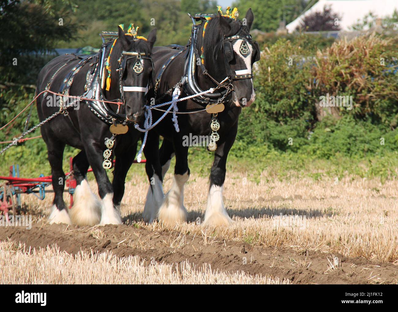 Two Heavy Shire Horses Pulling a Vintage Plough. Stock Photo