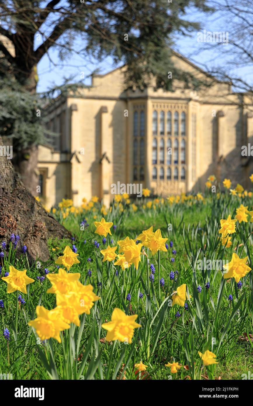 Spring daffodils blooming in the grounds of the renowned Cheltenham