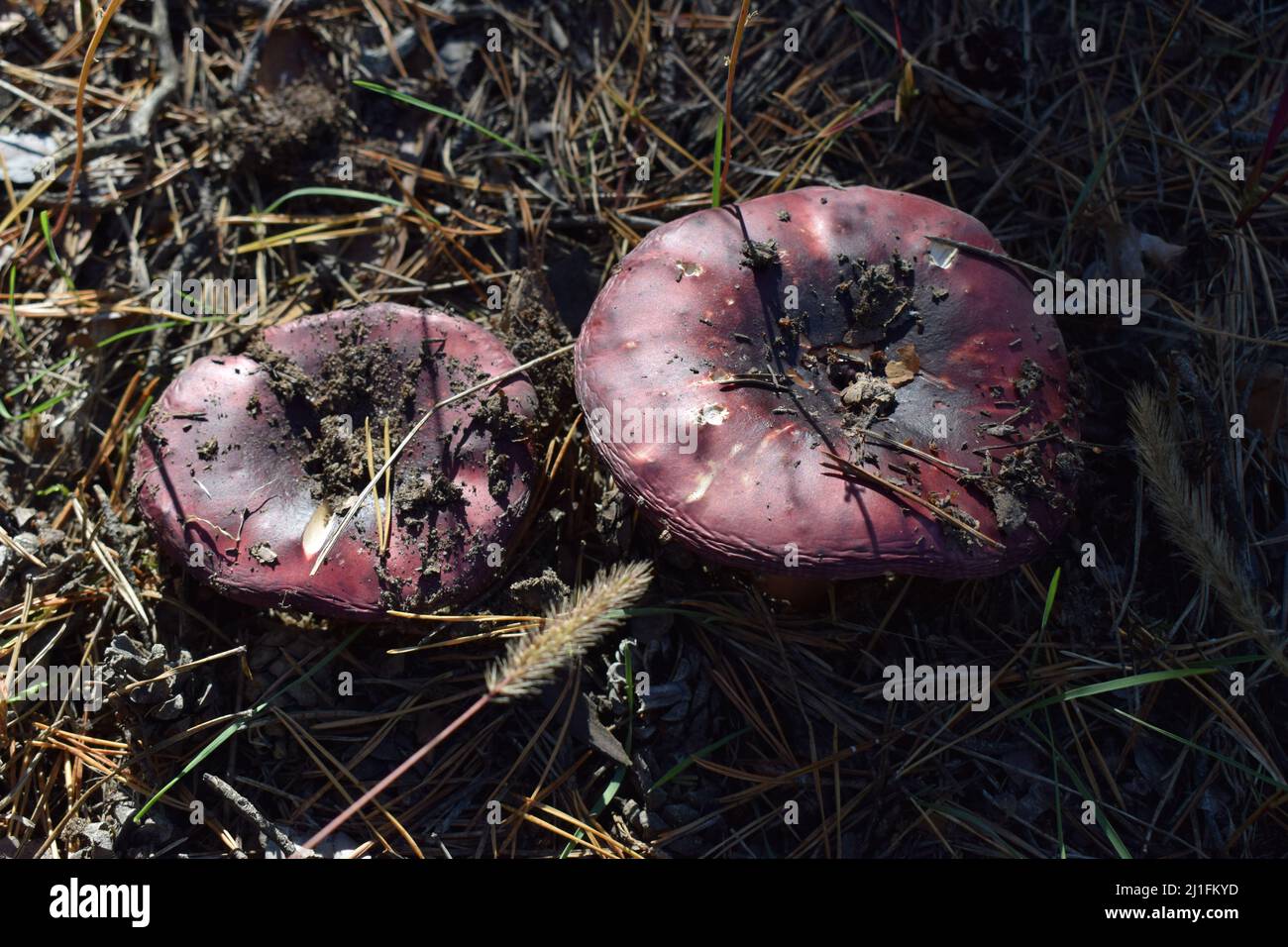 Russula atropurpurea, commonly called the blackish purple Russula or the purple brittlegill. Top view of an aged Russula mushroom. Stock Photo