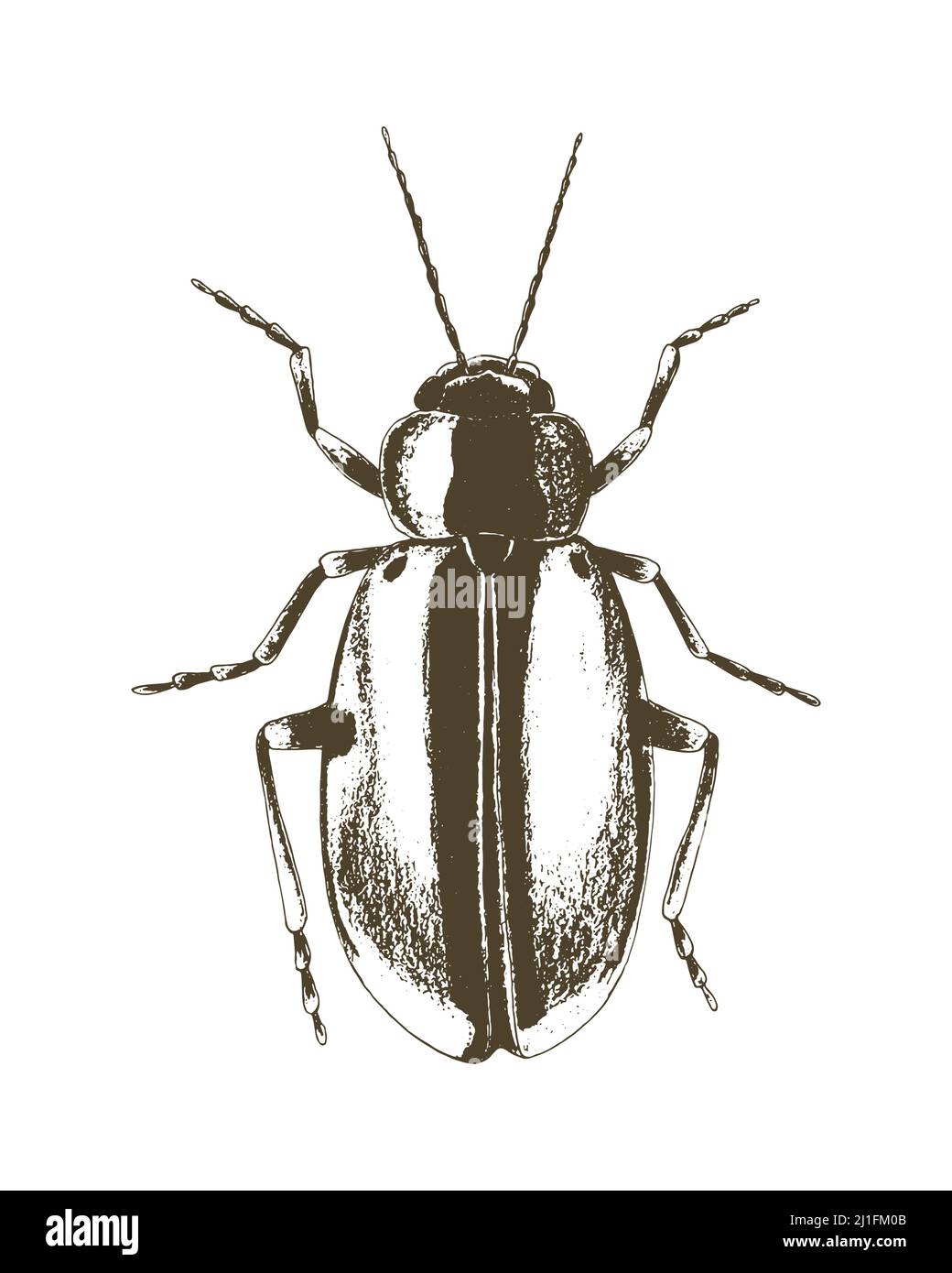 Beetle stamp imprint sketch pencil hand drawing vector. Vector illustration Stock Vector