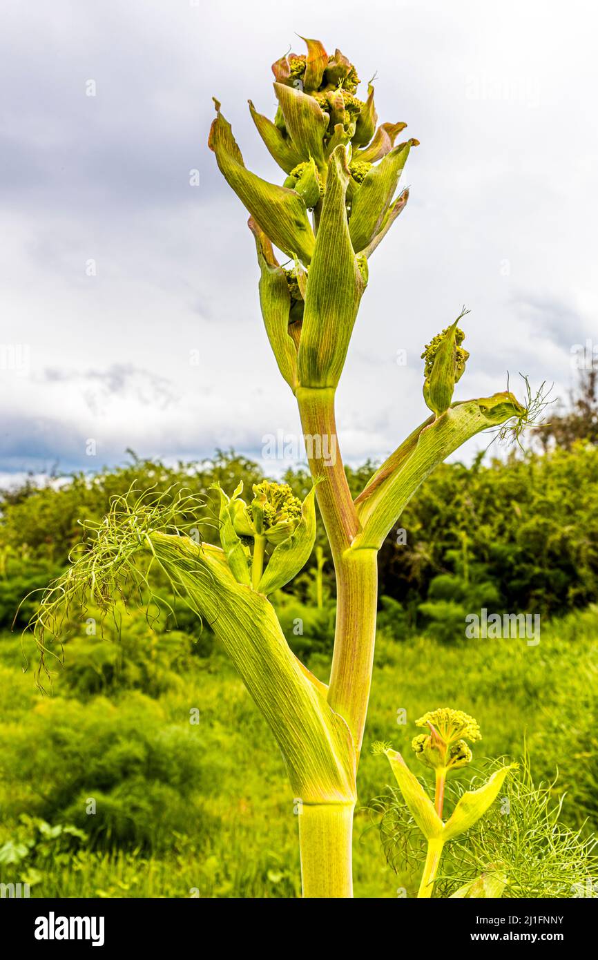 Wild fennel grows in the ruins of Salamis near Yeni Boğaziçi, Turkish