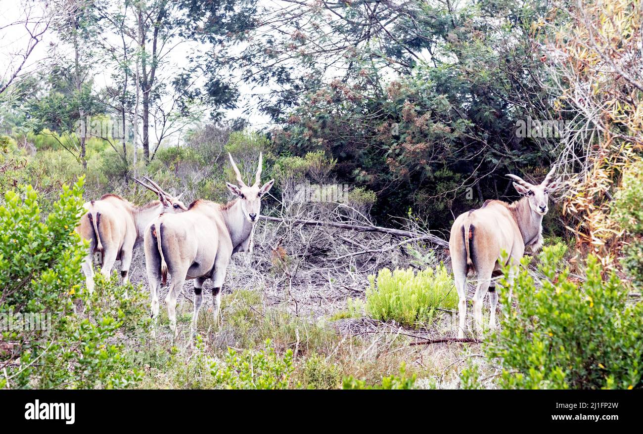 The Common Eland Antelope South Africa Stock Photo