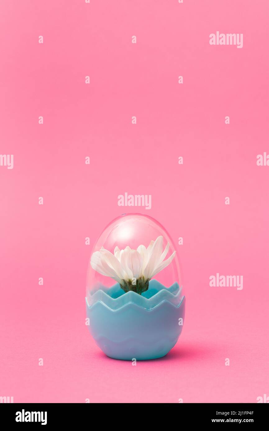 Creative concept done with white spring blossom inside the fashionable plastic egg on pastel pink background. Minimal easter, spring mockup. Stock Photo