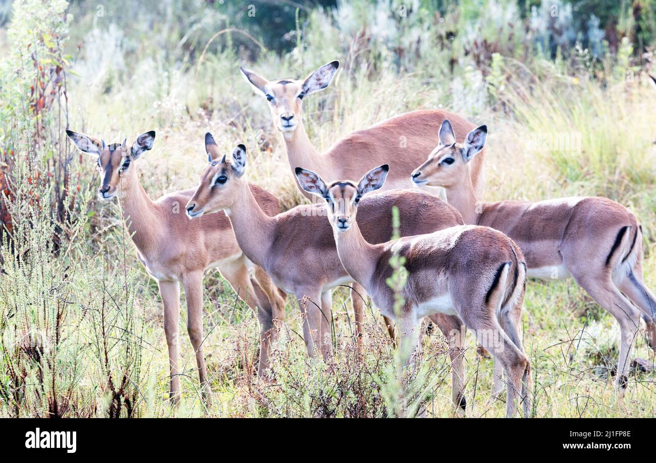 Impalas At The Gondwana Game Reserve South Africa Stock Photo