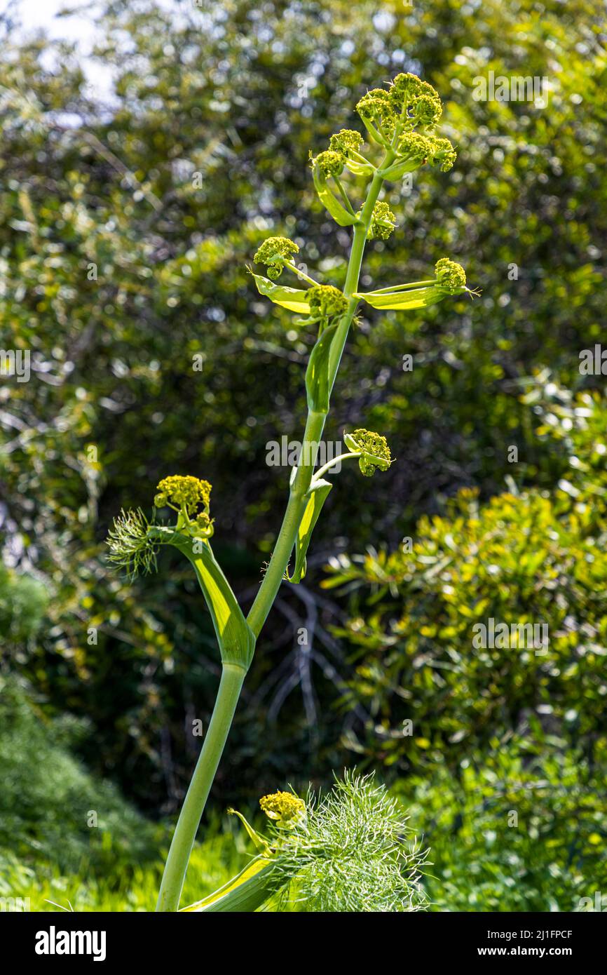 Wild fennel grows in the ruins of Salamis near Yeni Boğaziçi, Turkish Republic of Northern Cyprus (TRNC) Stock Photo