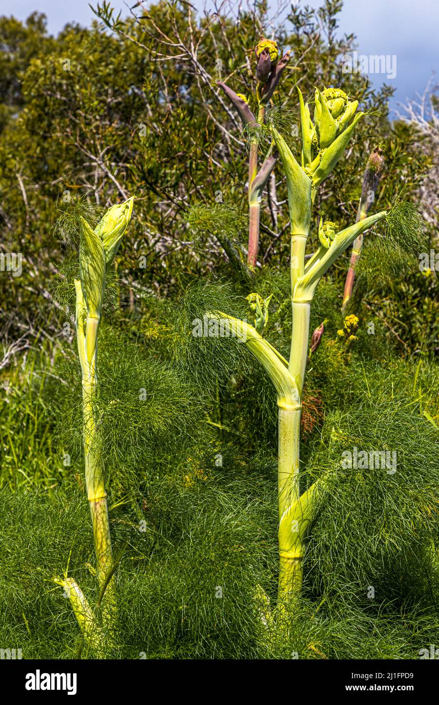 Wild fennel grows in the ruins of Salamis near Yeni Boğaziçi, Turkish