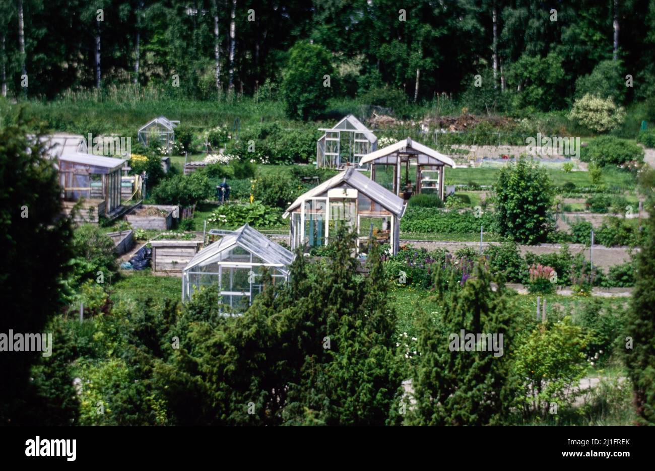 allotment garden in springtime. A plot of land for families to grow