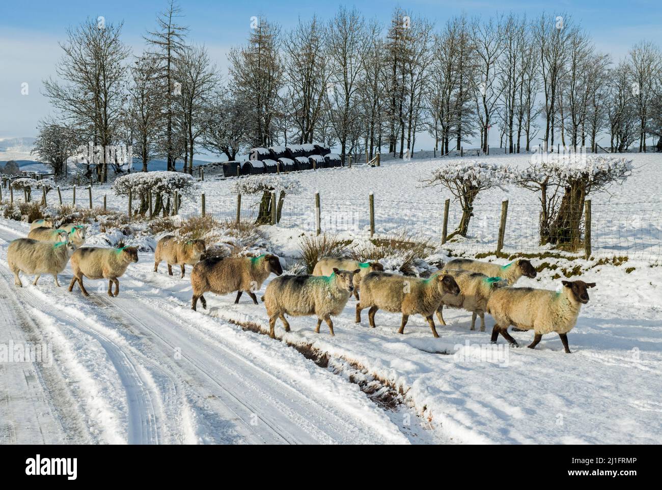 Sheep in the snow in the brecon beacons hi-res stock photography and ...