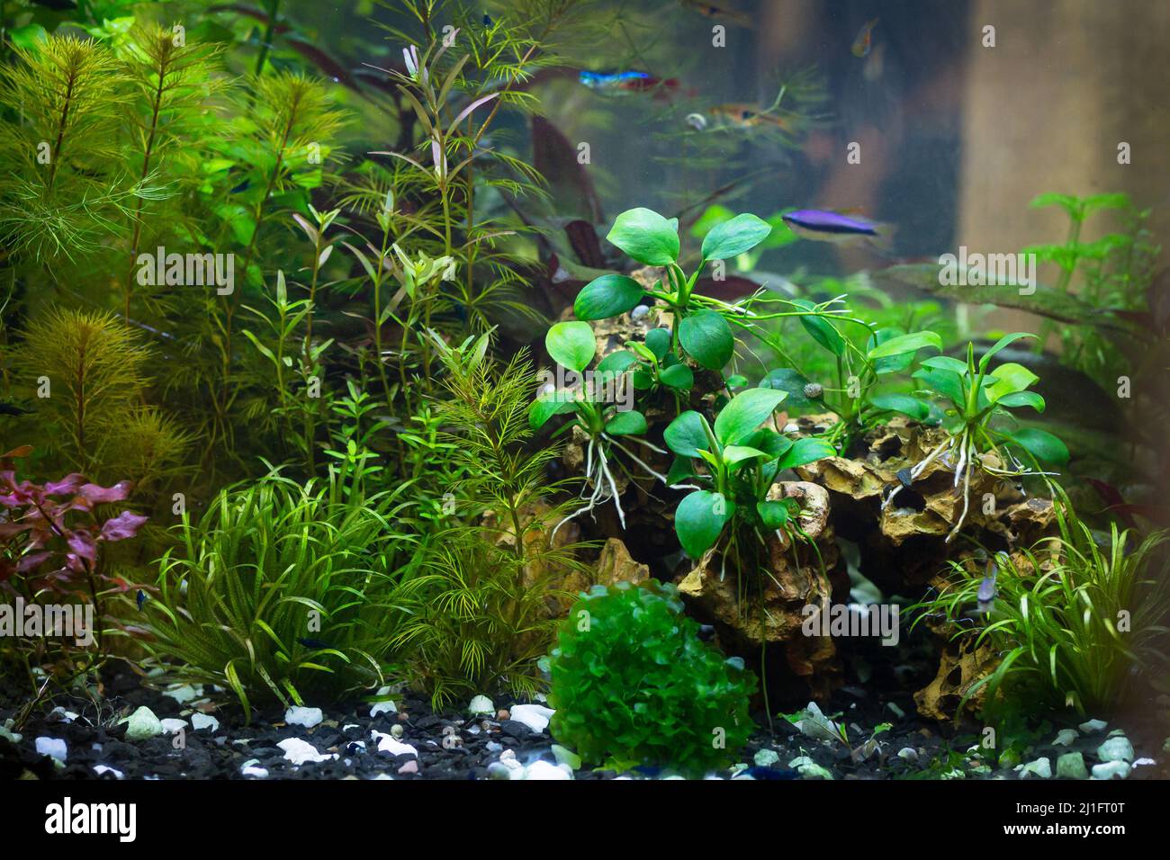 Beautiful tropical freshwater aquarium with plants, moss and fish Stock Photo