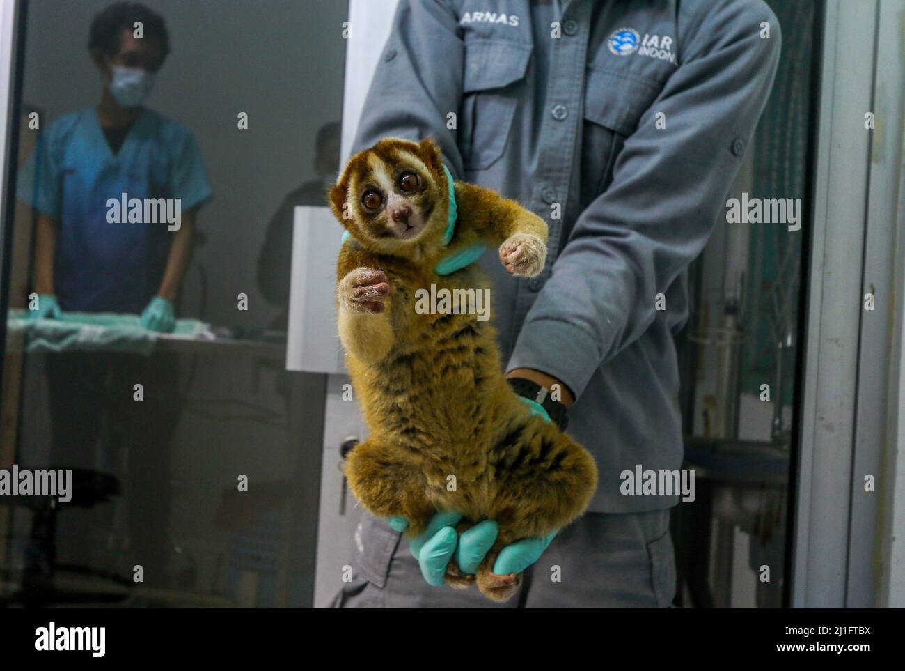 A Javan slow loris (Nycticebus javanicus) in the International Animal ...