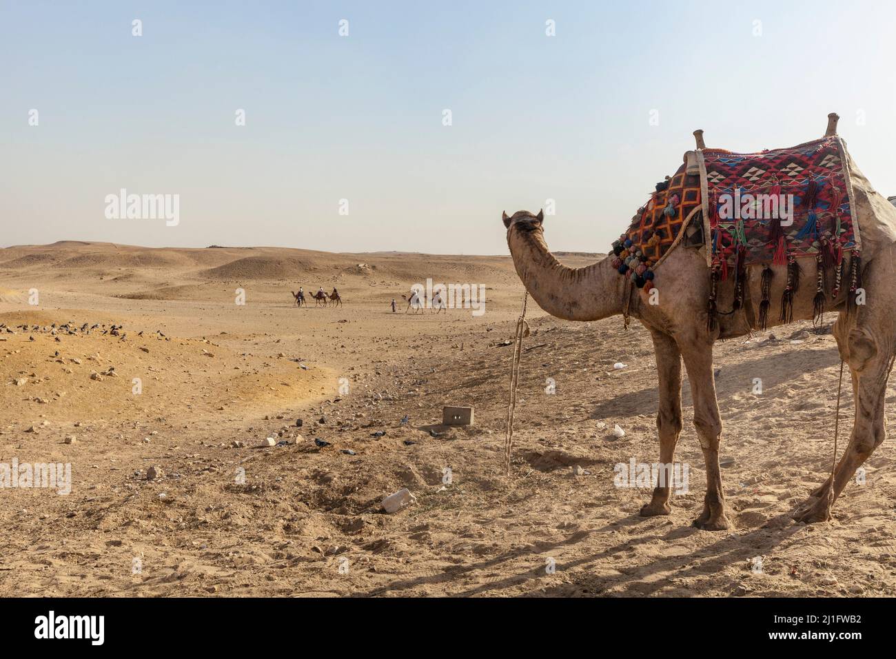 Camel for hire near the Pyramids, Giza Stock Photo