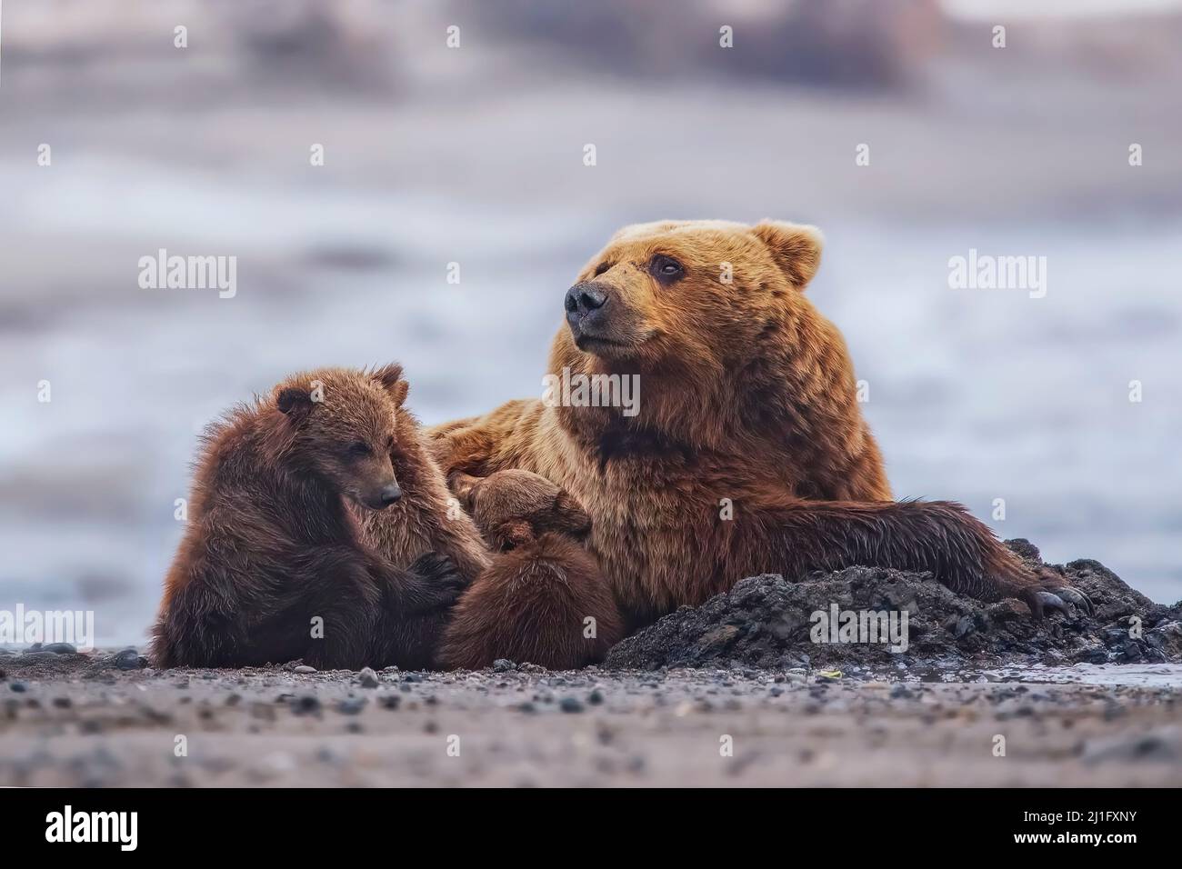 Mother bear with cute baby cubs on Alaskan beach near Lake Clark Stock Photo