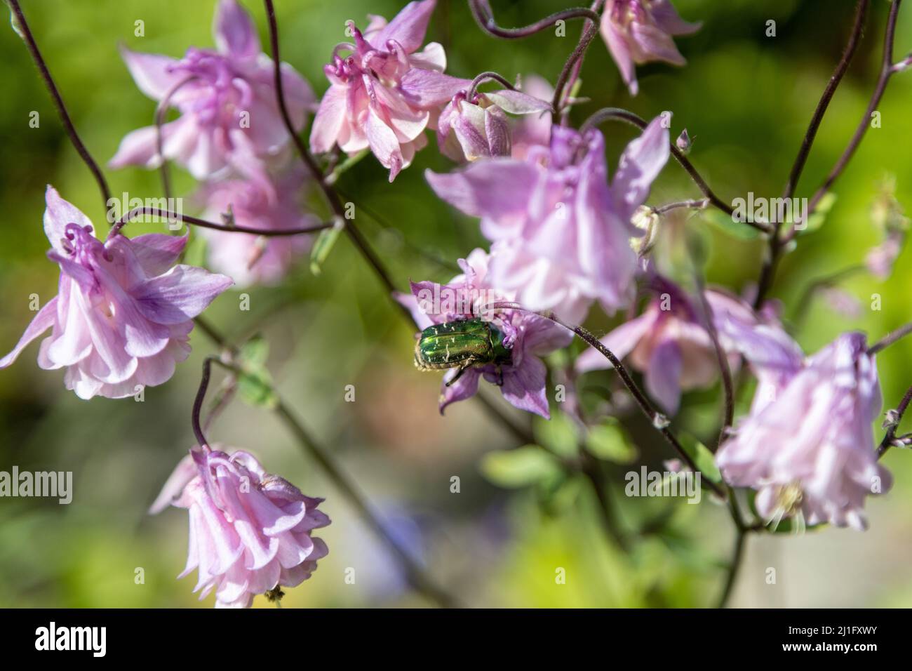 Two wonerful Golden Rose Beetles forage on pink flowers Stock Photo