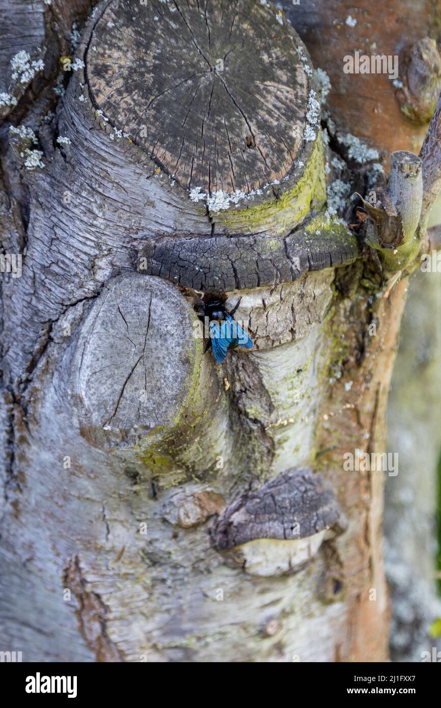 A wonderful blue wood bee works on the trunk of an old tree. Stock Photo