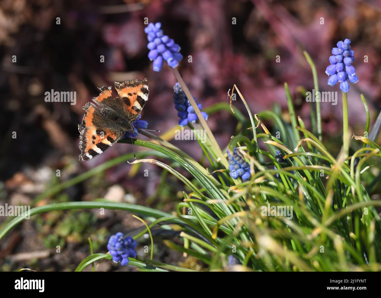 25th, March, 2022. Glasgow, Scotland, UK. Warm Spring weather. A small tortoiseshell butterfly brings a spot of added colour to the Spring flowering Muscari flowers in the warm Glasgow sunshine. Credit, Douglas Carr/Alamy Live News. Stock Photo