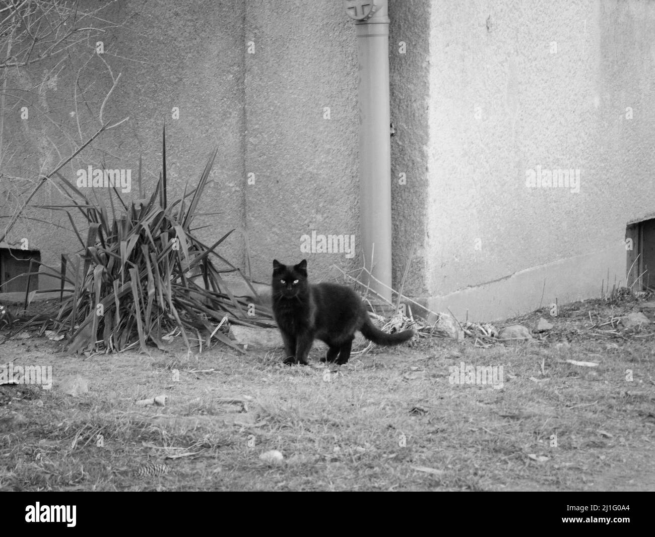 a black cat sitting on top of a dirt field next to building Stock Photo ...