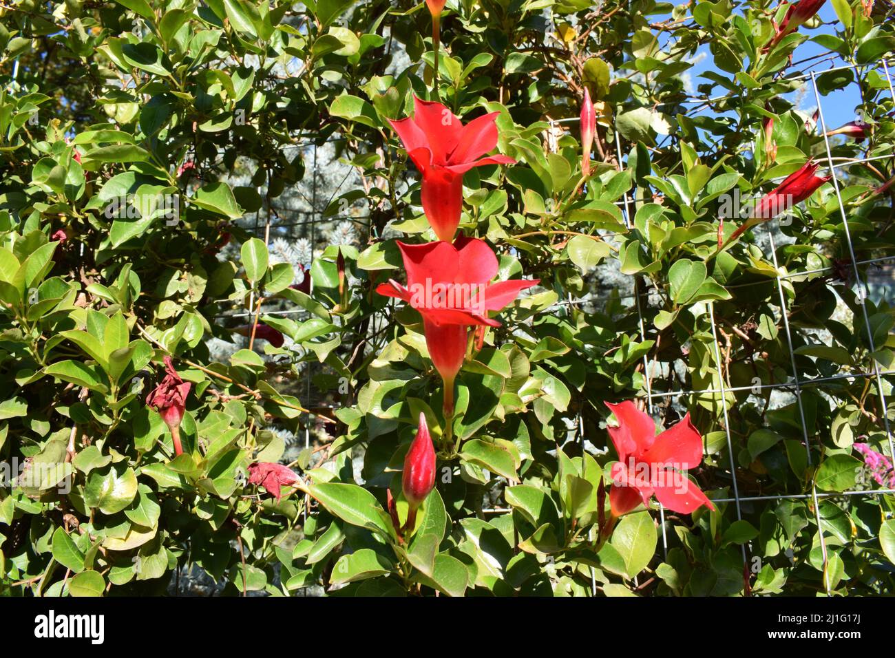 Beautiful bright red Mandevilla (rocktrumpet) climbing and beautiful