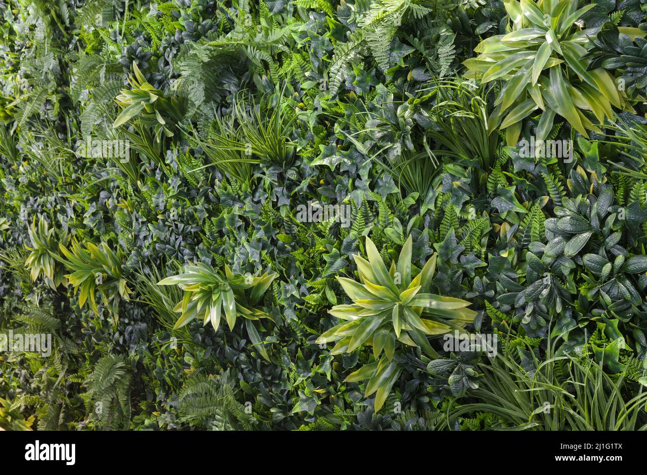 green wall with grasa and leaf, abstract background texture Stock Photo
