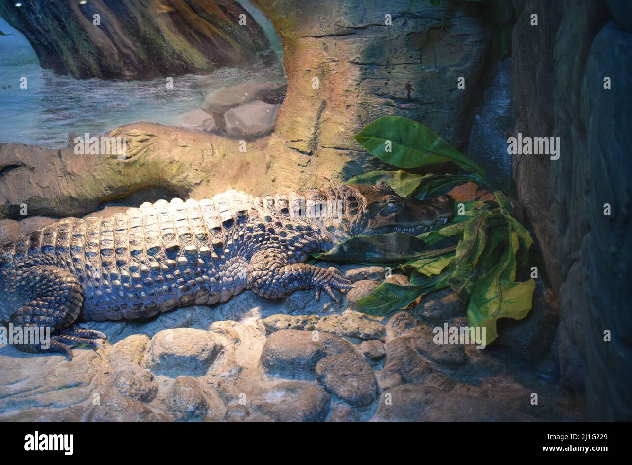 Spectacled Caiman - Caiman crocodile lying on river bank. Big reptile ...
