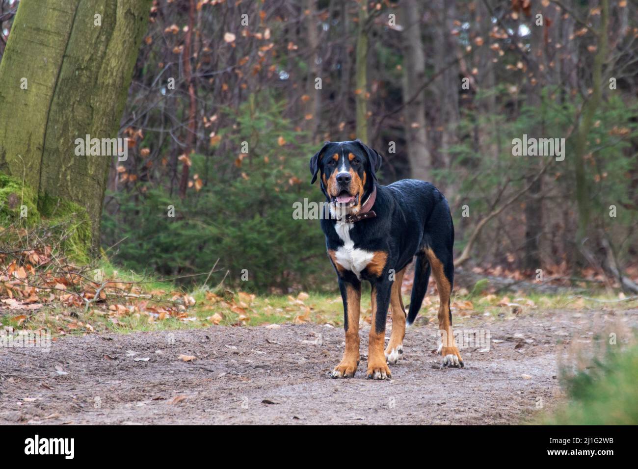 full body portrait of Bernese Mountain Dog standing in the forest looking at camera Stock Photo