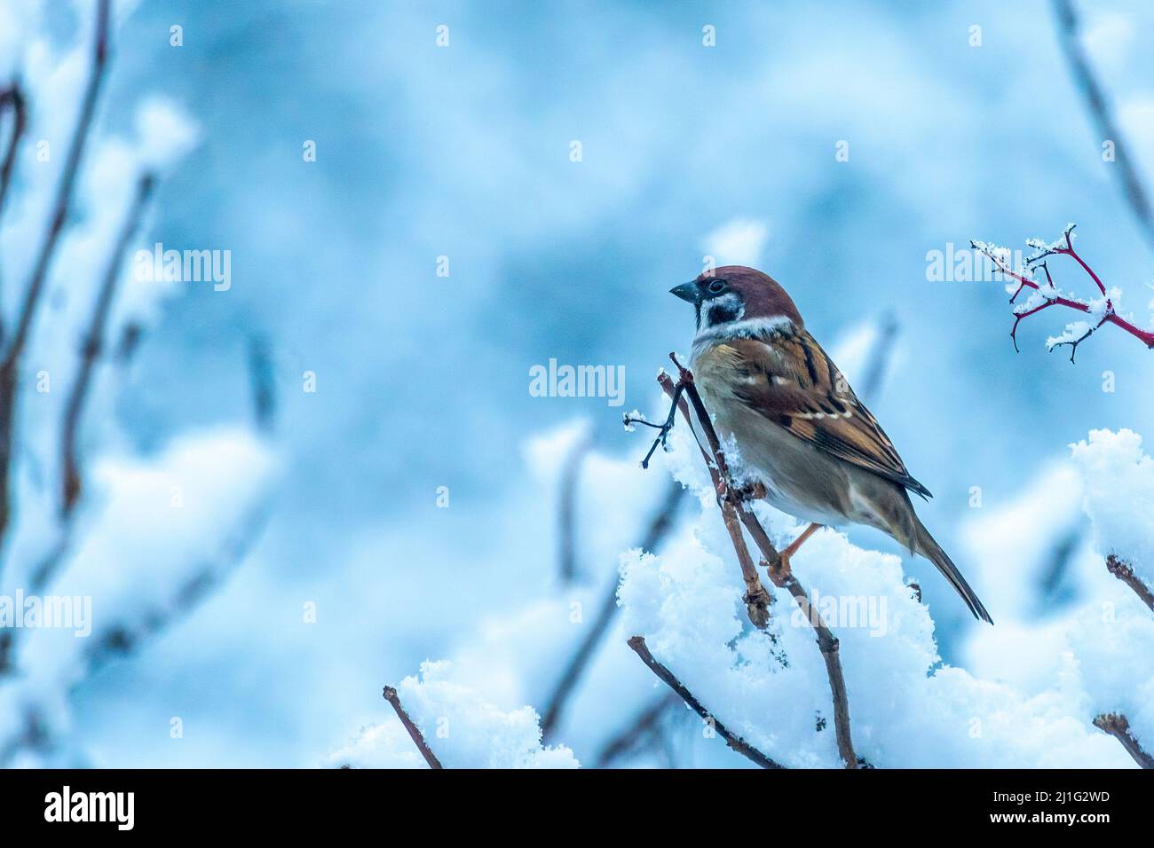 male house sparrow (Passer domesticus) sitting on a snowy twig in winter Stock Photo