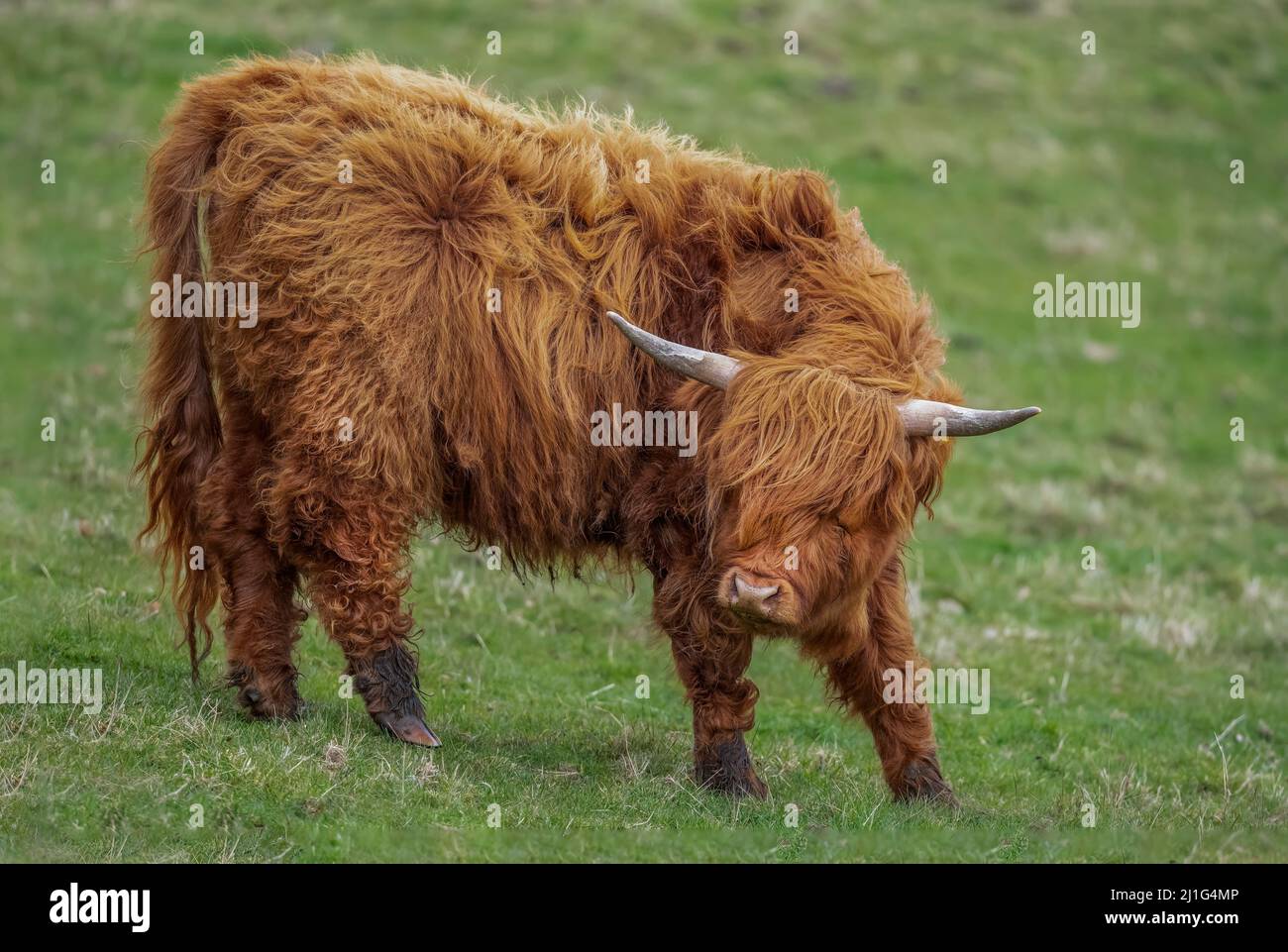 Highland cow in a field, close up in Scotland Stock Photo - Alamy