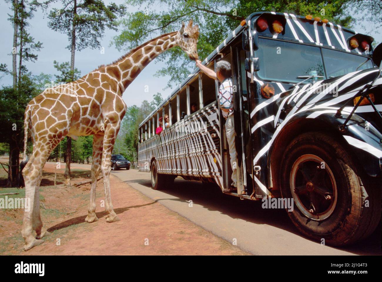 Georgia Pine Mountain Wild Animal Safari,visitor camouflaged tour bus feeds giraffe tourist attraction, Stock Photo