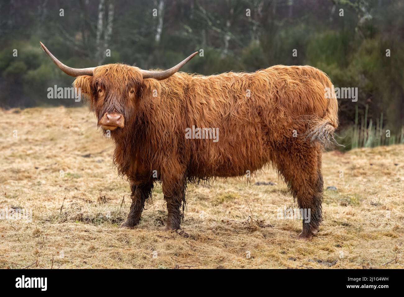 Highland cow in a field, close up in Scotland Stock Photo - Alamy