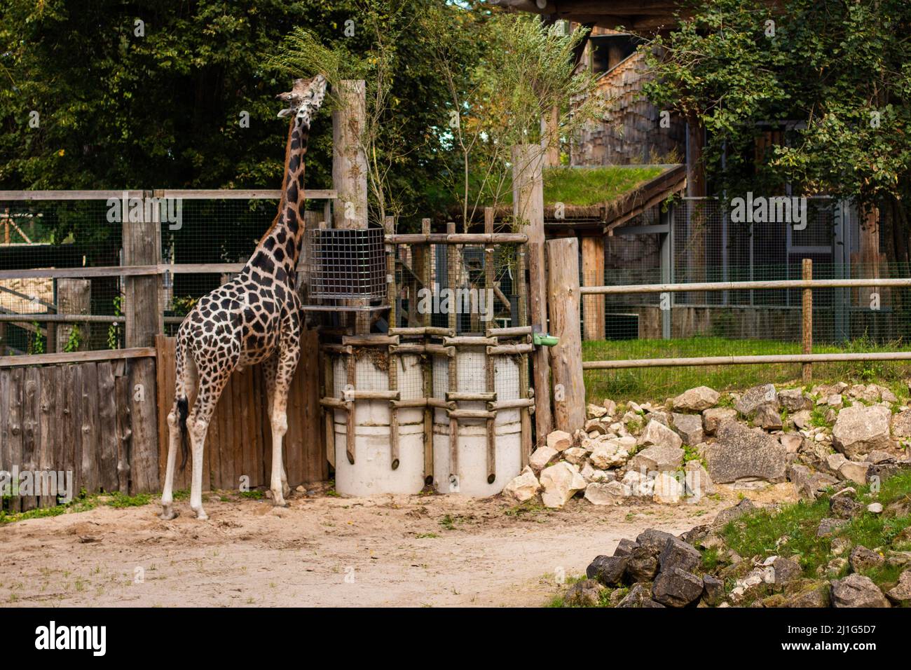 Giraffe eat tree leaves at the Zoo Stock Photo