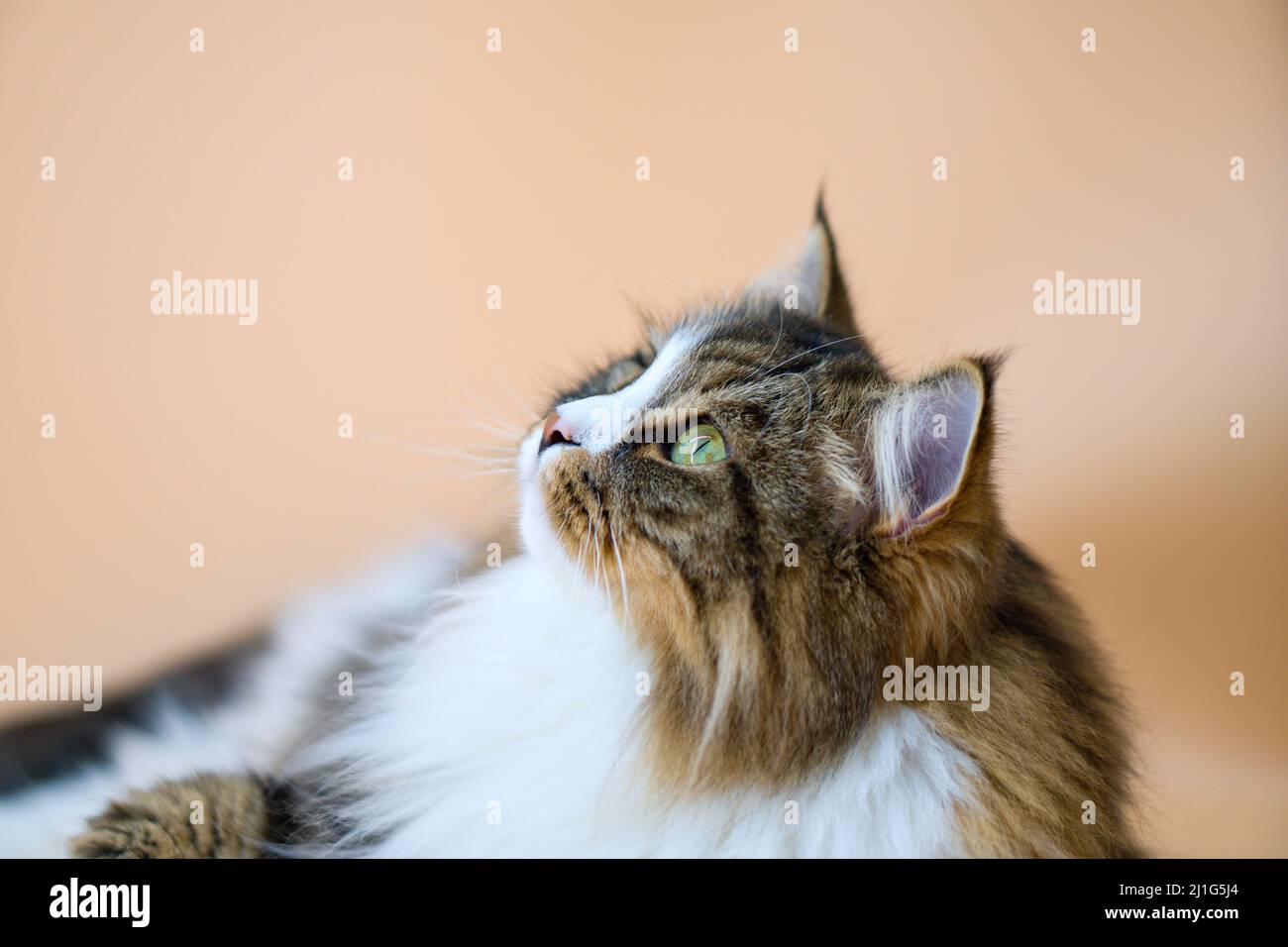 Alvin - Big Siberian cat on colored background Stock Photo